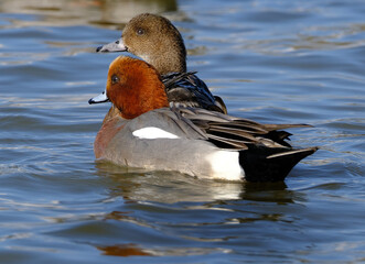 The wigeons or widgeons are a group of birds, dabbling ducks currently classified in the genus Mareca along with two other species. There are three extant species of wigeon.