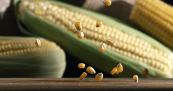 Super slow motion macro of organic grain yellow corn maize seeds falling for quality control on rustic wooden table in rural agriculture farmland with freshly harvested sweet corn cobs on background.