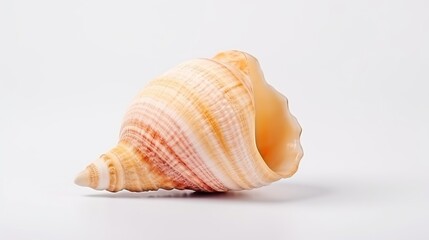 Sea shell on white background.


