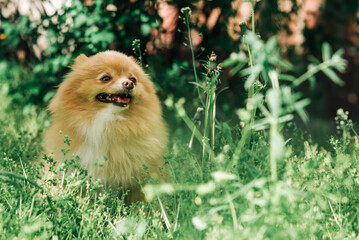 Pomeranian Spitz close-up against a background of green grass and bushes