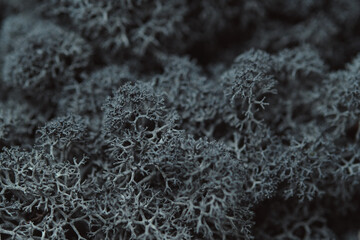 Detailed Reindeer Lichen Close-up. Macrophoto of dark gray Icelandic moss