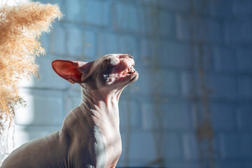 The Canadian Sphynx cat makes faces in the harsh rays of the sun. Cute portrait of a bald cat. A...