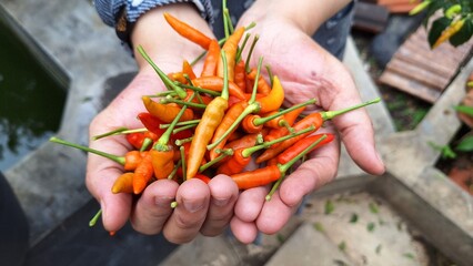 Freshly harvested cayenne pepper, held in a woman's hand.