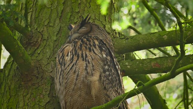 Eurasian eagle-owl (Bubo bubo) sitting high up in a tree and yawning in a forest during winter. The bird of prey is resting and looking around in the woodland in Overijssel Netherlands.