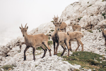 mountain goats in the mountains
