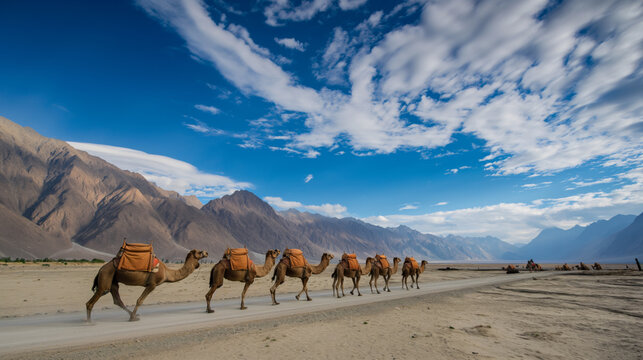 Camel Safari Caravan in Hunder Desert, Nubra Valley, Leh Ladakh, India