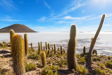 Gordijnen Cactus in Bolivia © Galyna Andrushko