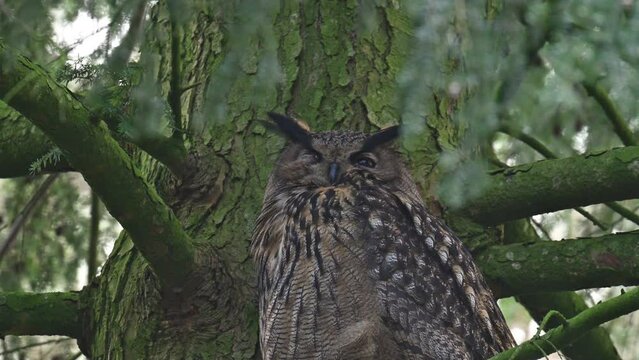 Eurasian eagle-owl (Bubo bubo) sitting high up in a tree in a forest during winter. The bird of prey is resting and looking around in the woodland in Overijssel Netherlands.