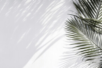 Palm tree leaves create shadows on a white wall in a sunny landscape