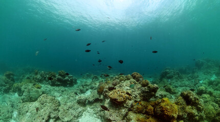 Fototapeta na wymiar Coral scene and fish undersea life. Reefs in tropical sea.