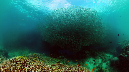 Beautiful school of sardines over tropical coral reefs. Underwater world.