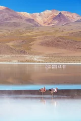 Fotobehang Flamingo in Bolivia © Galyna Andrushko