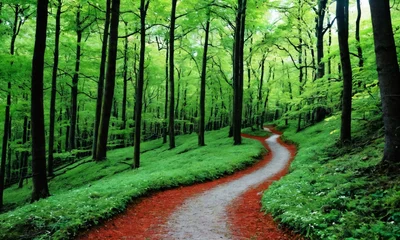 Foto auf Alu-Dibond a path in a forest © Universeal