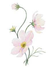 Bouquet of pink and white Cosmea flowers. Cosmos bipinnatus. Isolated hand drawn watercolor illustration of Mexican aster. Summer floral design for wedding invitations, cards, textiles, wrapping paper