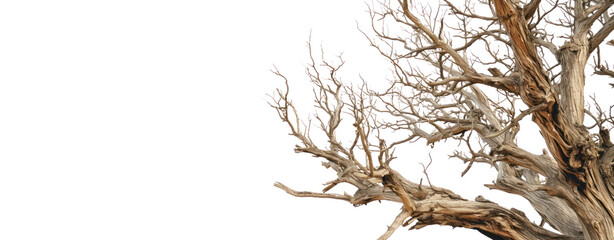Dried wood tree branch png death perennial on white background.