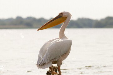Great White Pelican (Pelecanidae) in the Danube Delta, Romania