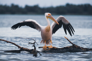 Great White Pelican (Pelecanidae) in the Danube Delta, Romania