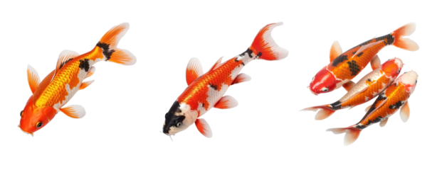 Set of koi fish transparent white background