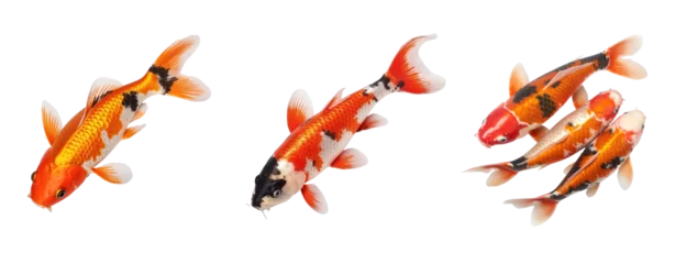 Fotobehang Set of koi fish transparent white background © Jo