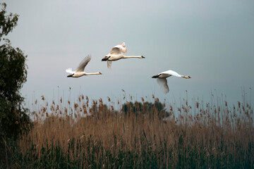 The Mute swan, Cygnus olor is a species of swan and a member of the waterfowl family Anatidae.