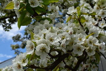 pear branch in flowers on a spring day in the garden