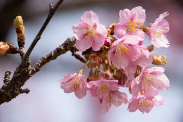 河津桜