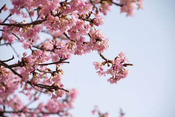 河津桜