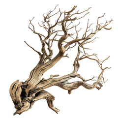 Dried wood tree branch png death perennial on white background.