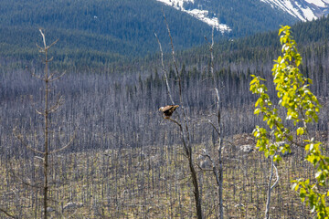 Bald eagle (Haliaeetus leucocephalus) in Jasper National Park, Canada