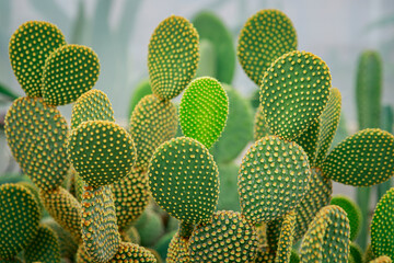 close up on Opuntia microdasys – Bunny Ear Cactus one of most popular succulent houseplant - 750593010