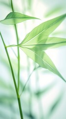Fototapeta na wymiar Soft Green bamboo on white for your design and wallpaper