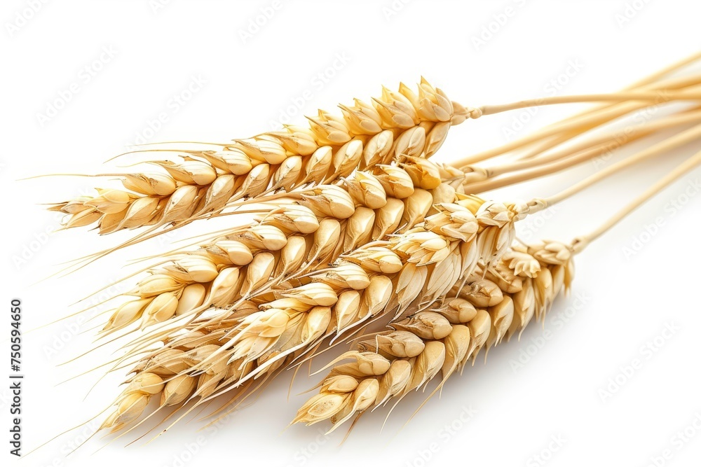 Fototapete a horizontal wheat ear is isolated on a white background as an element of package design