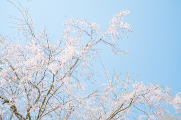 鎌倉に咲く美しい桜の花