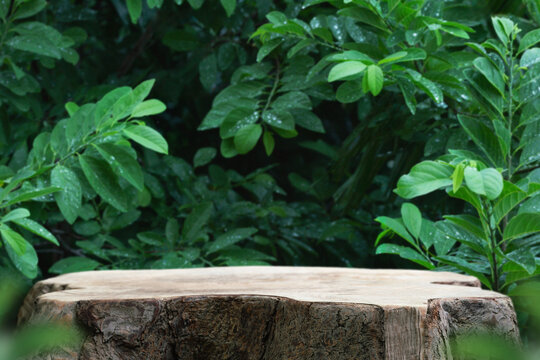 Wood tabletop podium floor in outdoors tropical garden forest blurred green leaf plant nature background.Natural product placement pedestal stand display,jungle paradise concept.