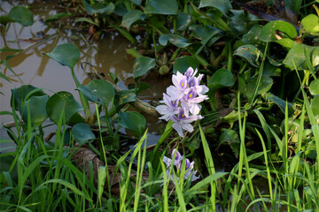 Common Water Hyacinth Growing at a Riverside in Sarawak Borneo Malaysia - 750595208
