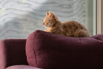 A Ginger Cat Resting on a Couch