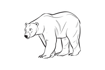 Polar Bear Drawing, Sketch, line art vector illustration design on a white background.