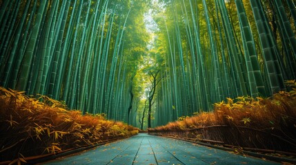 Serene Bamboo Forest Pathway Surrounded by Towering Green Trees with Sunlight Filtering Through Foliage