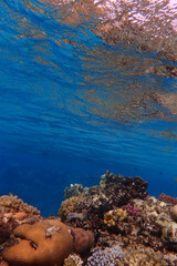 nice coral reef in the Egypt, Safaga