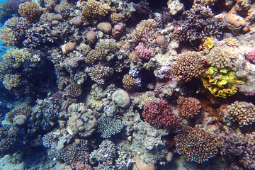 nice coral reef in the Egypt, Safaga