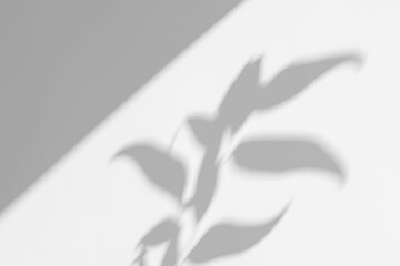 Obraz premium Realistic Botanical Plant Shadow on the Wall 