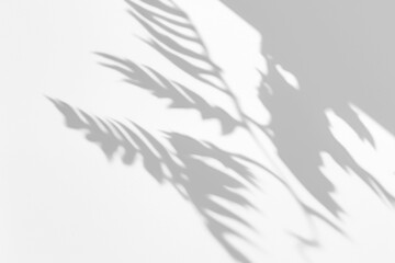 Obraz premium Realistic Botanical Plant Shadow on the Wall 