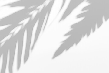 Fototapeta premium Realistic Botanical Plant Shadow on the Wall 