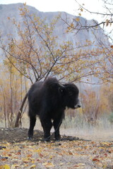 Mountain Yak