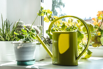 Plants and watering can on the windowsill.