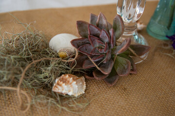 Decorated wedding table with succulent plant and seashells. Still life floral arrangement 