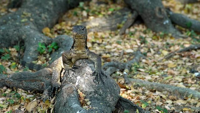 A water monitor climbed onto a rock in Lumpini Park. Bangkok, Thailand.