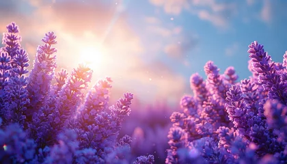 Foto op Plexiglas Smooth rows of lavender plants. Lavender blooming flowers bright purple field blue sky sunset. Last rays of sun. Lens flare. Lavender Oil Production. Aromatherapy Lavandin © annebel146