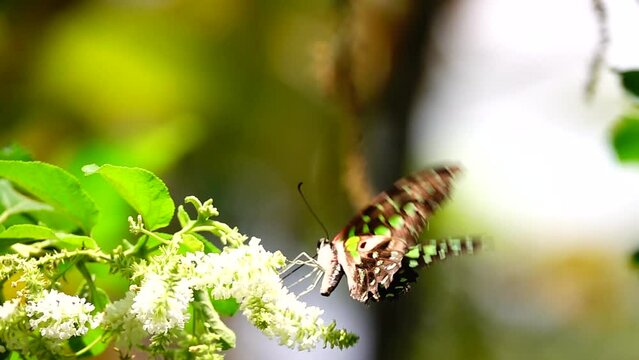 Thai butterfly in garden garden summer flower and butterfly flower butterfly flower butterfly