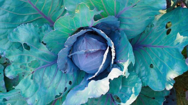 Natural red cabbage in the home garden, camera smoothly zooming in